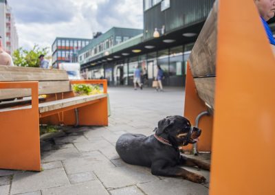 Två orange bänkar på ett torg och en svart hund som ligger på marken mittimellan.